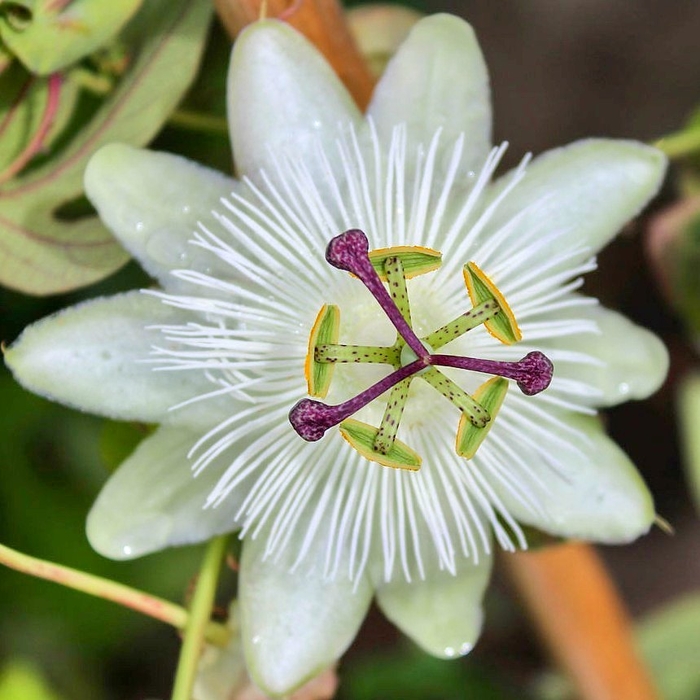 Mučenka - Passiflora caerulea ´Boog´ Co2L
