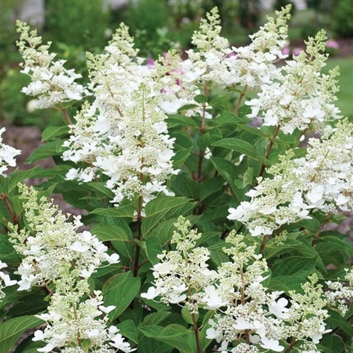Hortenzia metlinatá - Hydrangea paniculata 'Wim´s Red'  Co3L 30/40