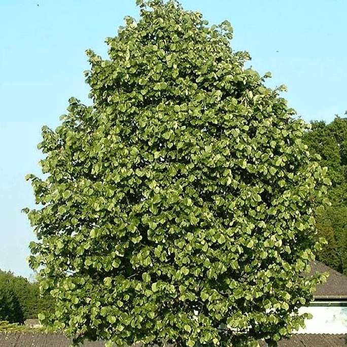 Lipa malolistá - Tilia Cordata ´Greenspire´ Co10L  4/6  200/250