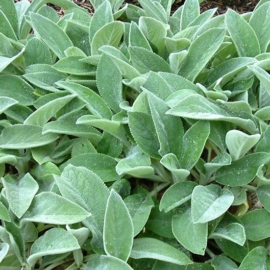 Stachys  byzantina - zajačie uško