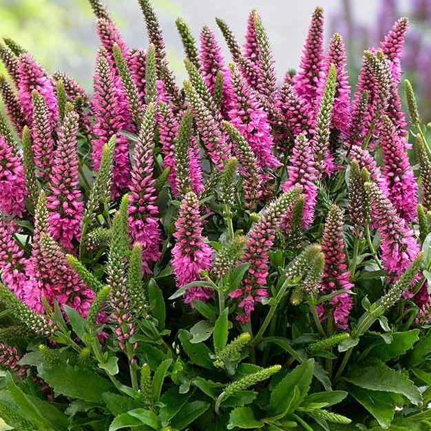 Veronica spicata 'Ulster Blue' P14
