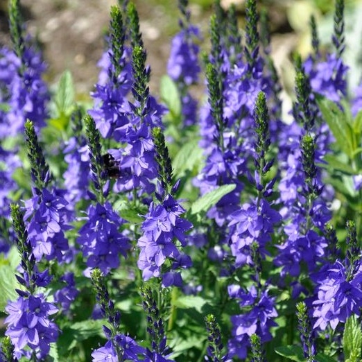 Veronica spicata 'Ulster Blue' P14