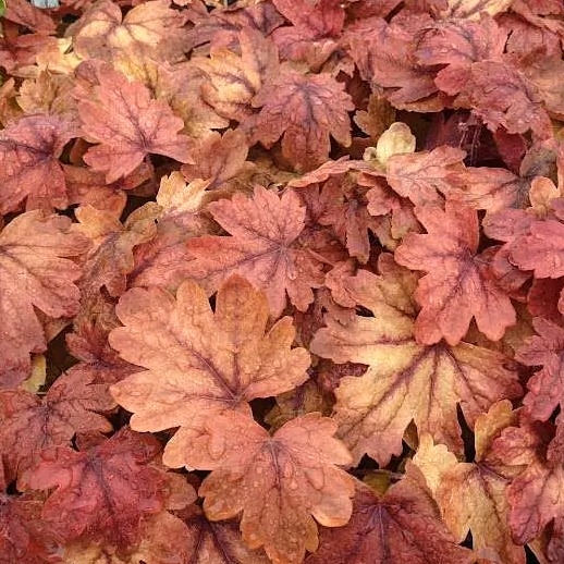 Heuchera americana ’Melting Fire´ P13
