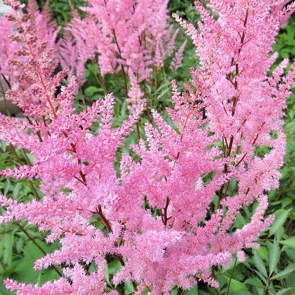 Astilba - Astilbe Arendsii ´Cattleya´ Co1L