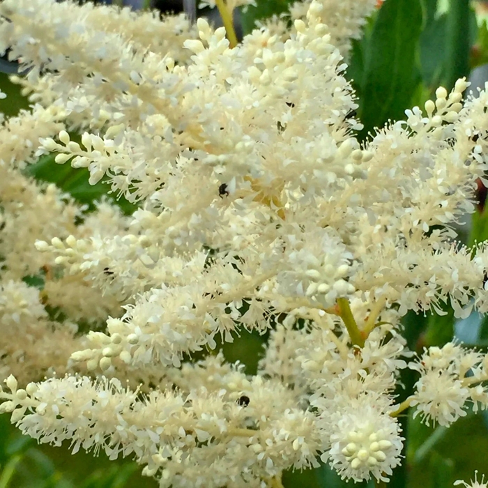 Astilba - Astilbe japonica ´Köln´ Co14