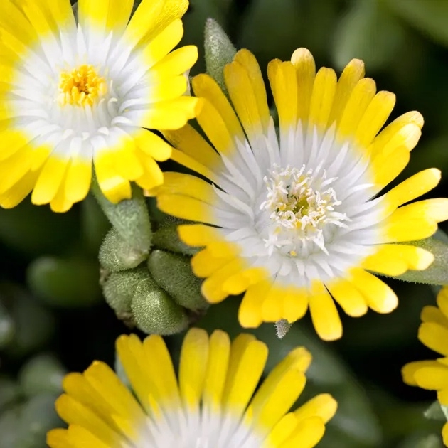 Delosperma ´Jewel of Desert´- ružová K9