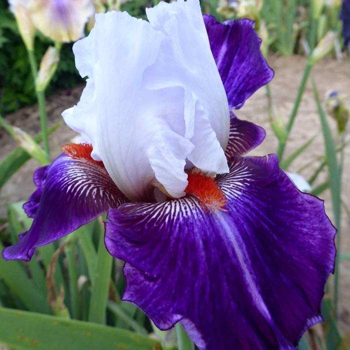 Iris germanica - žltá Co11 10/15