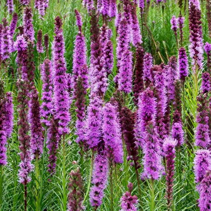 Liatra klasnatá - Liatris spicata ´Alba´ K9