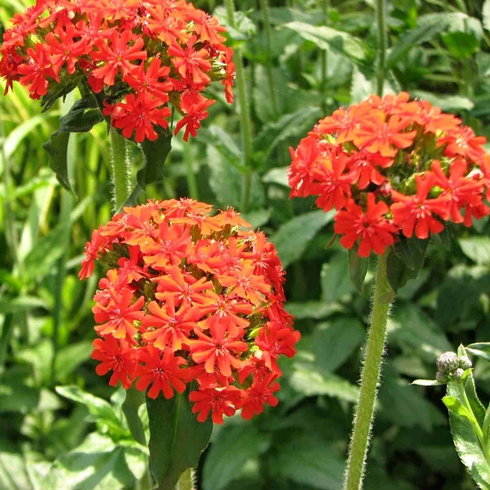 Lychnis alpina ´Magenta´