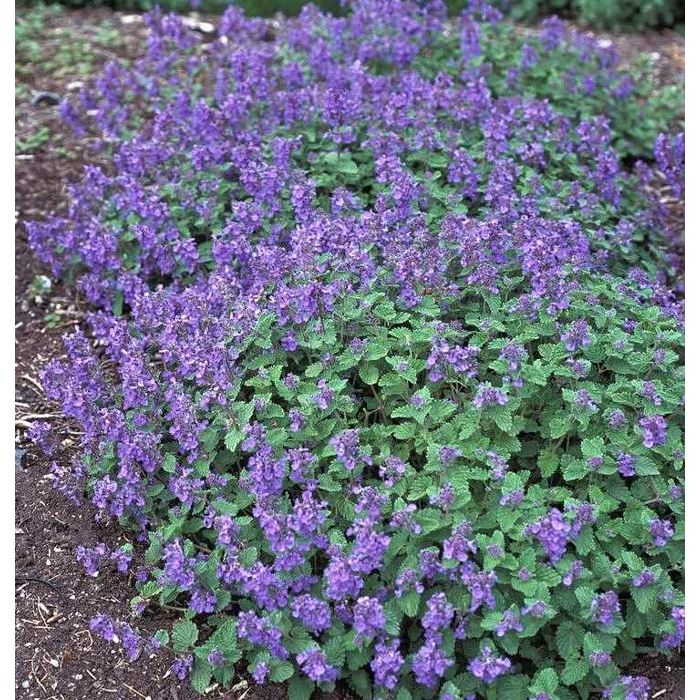 Nepeta faasseni ´Dropmore´ P14
