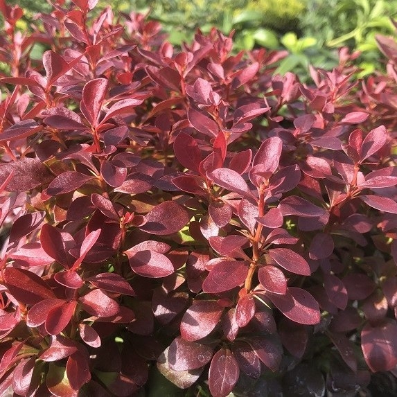 Dráč Thunbergov - Berberis thunbergii f. atropurpurea 'Admiration' Co2,5L 20/30