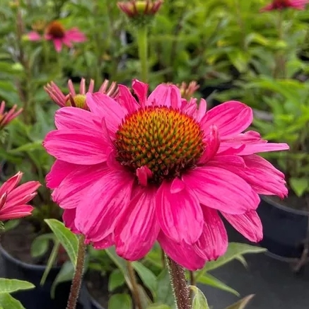 Echinacea ´SunSeecers Coral´ P15