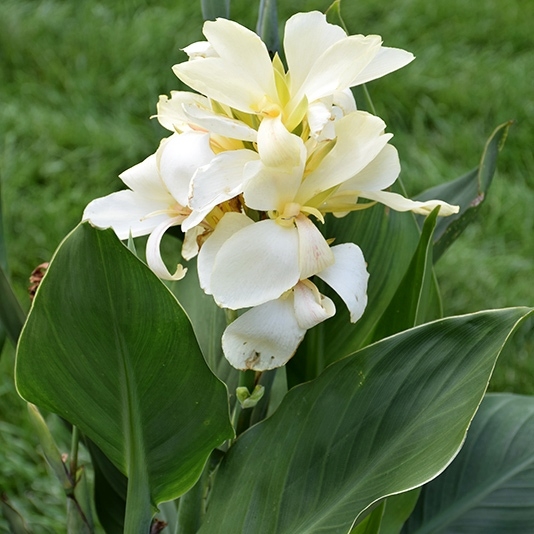 Canna indica - Kana indická - červená P17