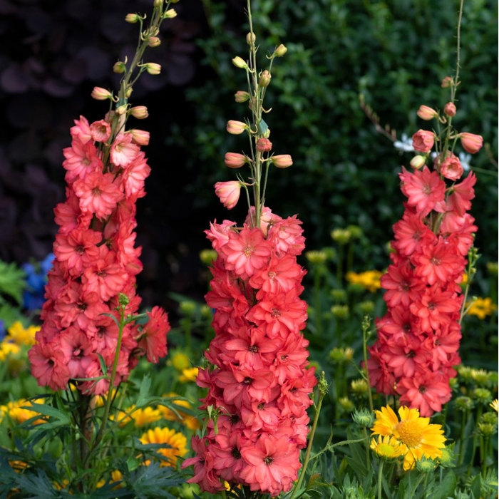Stračonôžka - Delphinium 'Dark Blue Black Bee' P15
