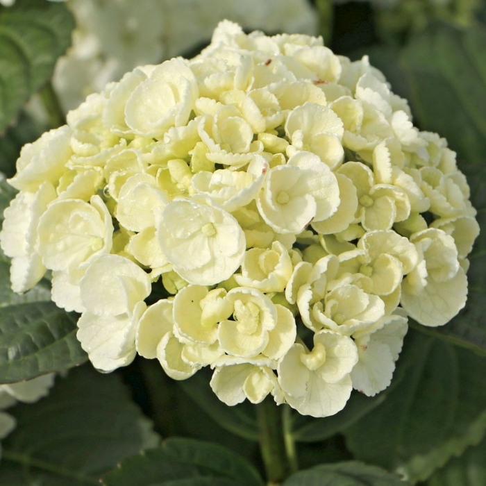 Hortenzia kalinolistá - Hydrangea macrophylla 'Curly Sparkle Hot pink' Co4L
