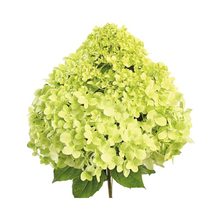 Hortenzia metlinatá - Hydrangea paniculata 'Pink Diamond'  Co2L  40/50