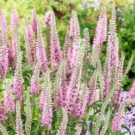 Veronica spicata 'Ulster Blue' P14