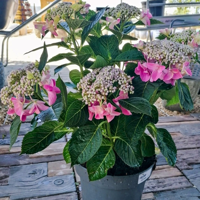 Hortenzia kalinolistá - Hydrangea macrophylla 'Nizza Pink' P23