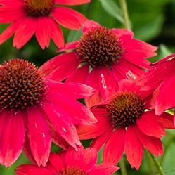 Echinacea ´SunSeecers Coral´ P15