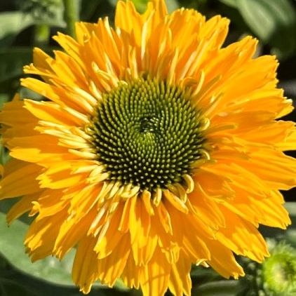 Echinacea ´SunSeecers Coral´ P15