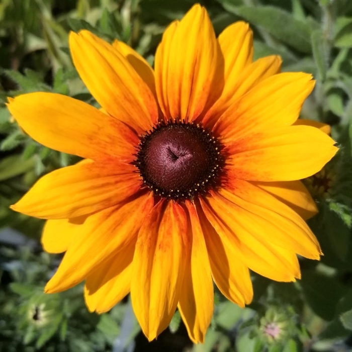 Rudbekia žiarivá  - Rudbeckia ´Toto Gold´ Co1L