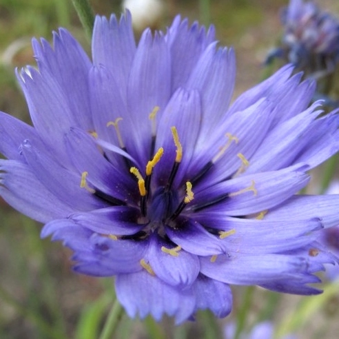 Catananche caerulea ´Major´