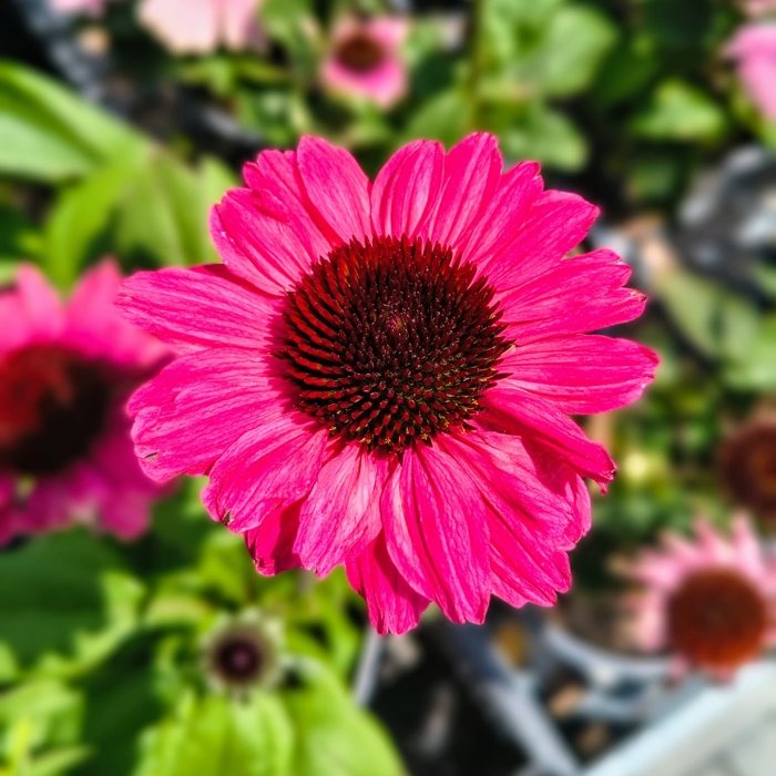 Echinacea purpurea ´Red´ P15 Co1,5L