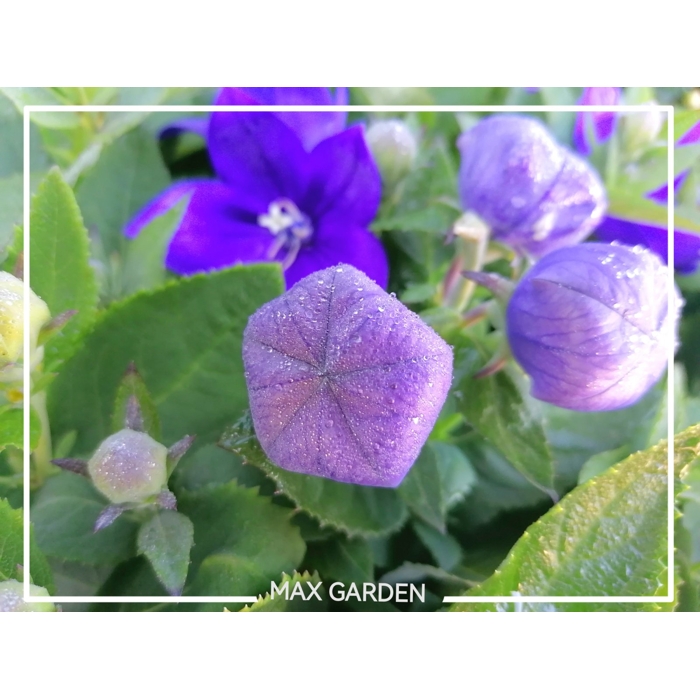 Platycodon grandiflorus 'Astra Blue'  P12