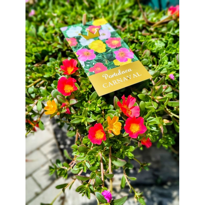Portulaca grandiflora - Portulaca veľkokvetá  P10,5