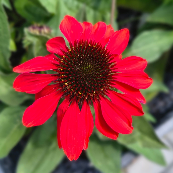 Echinacea ‘Sombrero Sangrita’ – červená echinacea s tmavými stonkami