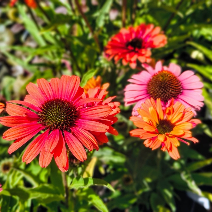 Echinacea SunSeekers ‘Orange’ – žiarivá oranžová echinacea s plnými kvetmi