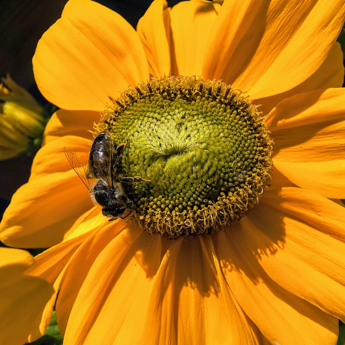 Rudbeckia ‘Sunbeckia Ophelia’ – bohato kvitnúca žltá rudbekia na leto