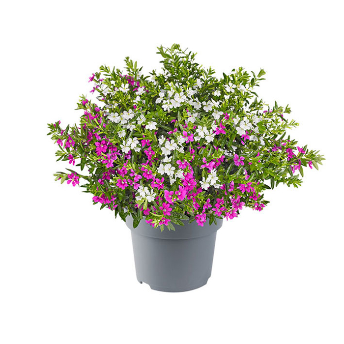 Cuphea hyssopifolia ´DUO´ P17