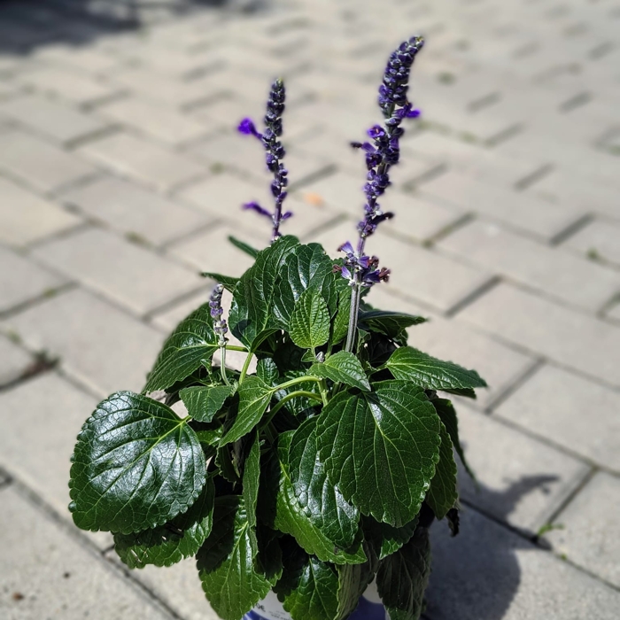 Salvia ‘Mystic Spires Blue’