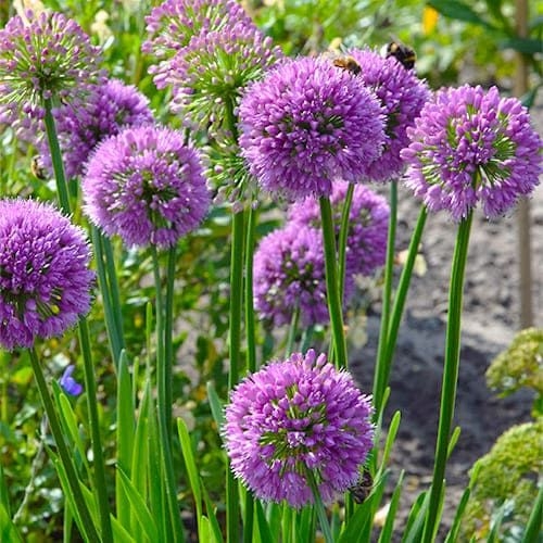 Okrasný cesnak - Allium ´Millenium´