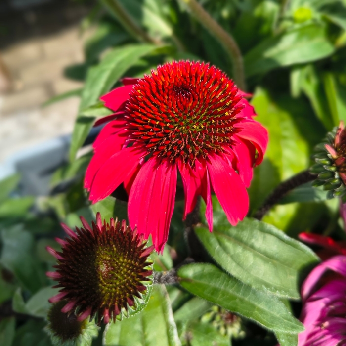 Echinacea purpurea ´Red´