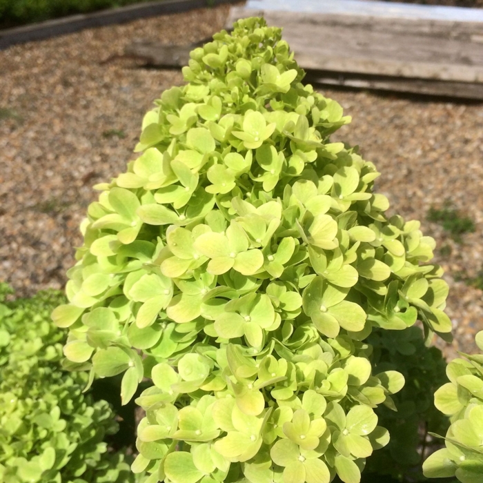 Hortenzia metlinatá - Hydrangea paniculata 'Mojito'