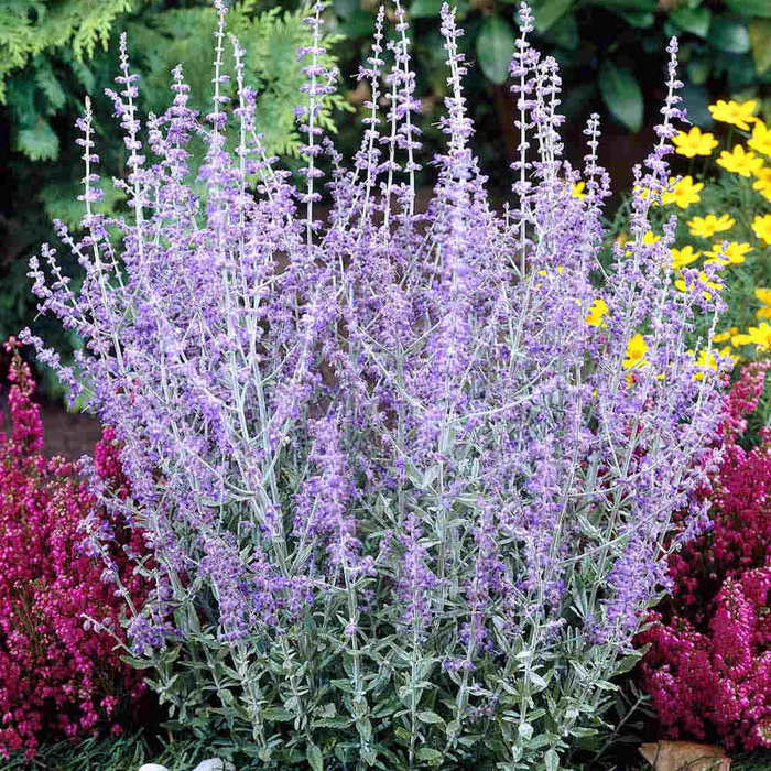 Perovskia atriplicifolia