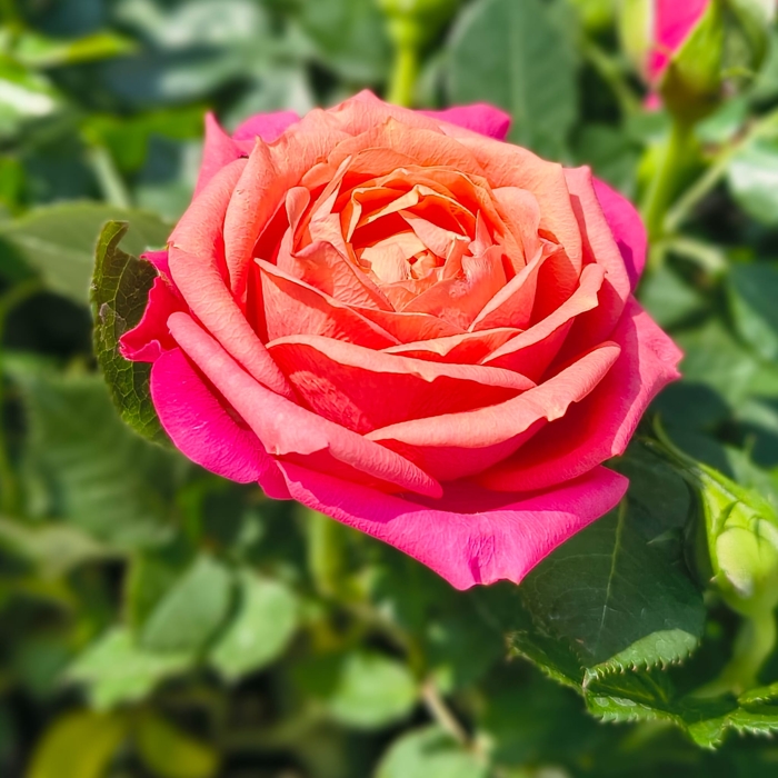 Rosa Kordana