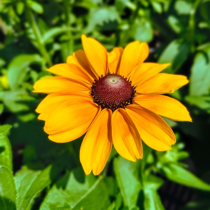 Rudbeckia hirta