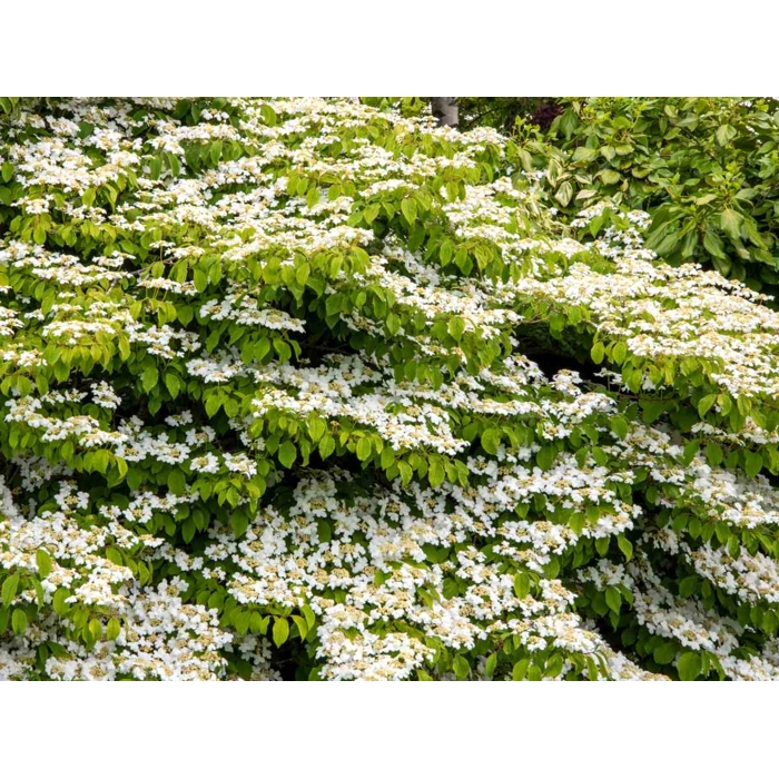 Viburnum ‘Summer Snowflake’ – bohato kvitnúci ker s bielymi metlinami | Maxgarden