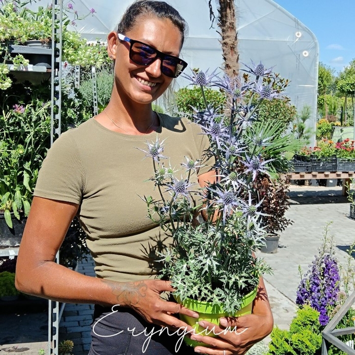 Eryngium alpinum ‘Blue Star’ – modrá trvalka s výraznými kvetmi