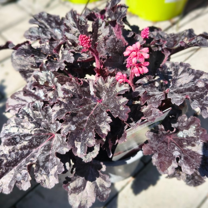 Heuchera ‘Black Forest Cake’ – tmavolistá trvalka pre moderné záhony