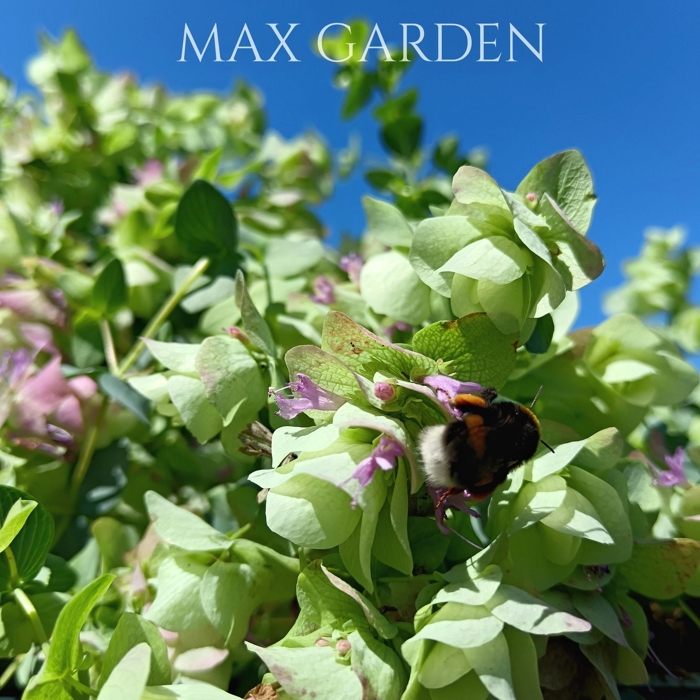 Origanum rotundifolium – okrasné oregáno s ružovými kvetmi do skalky