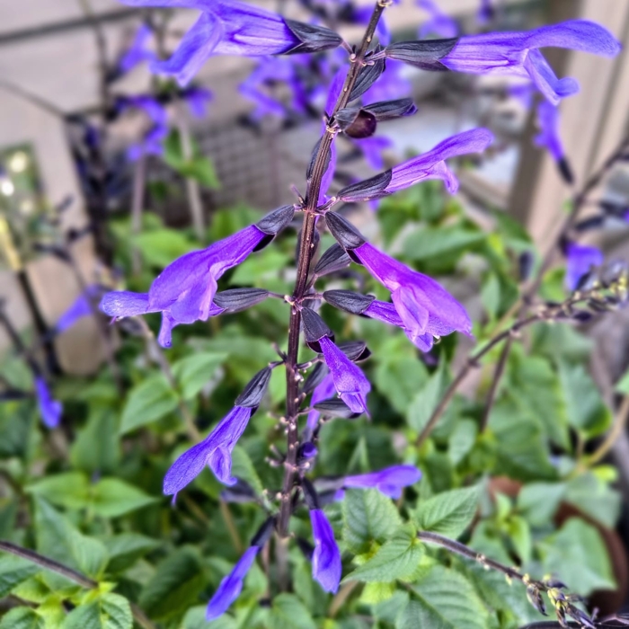 Salvia ‘Lake Blueberry’ – aromatická šalvia s modrofialovým kvetom
