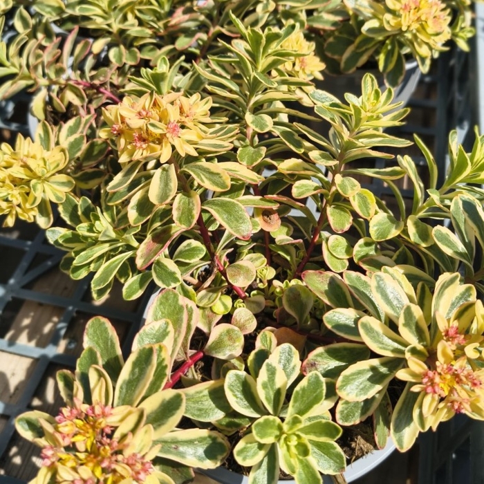 Sedum ‘Kamtschaticum Variegatum’ – nenáročná skalnička s panašovanými listami
