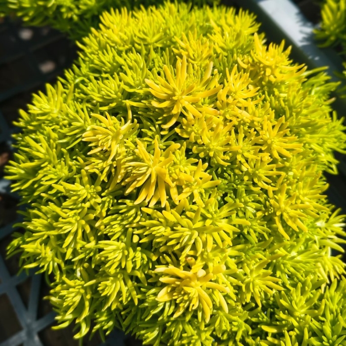 Sedum lineare – rozchodník s plazivým rastom a sviežozeleným lístím