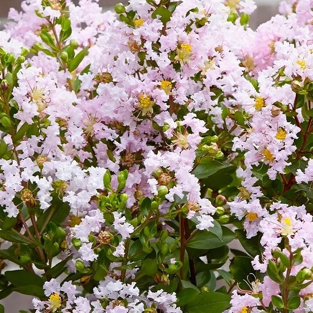 Lagerstroemia indica ´With Love Babe´ – romantická myrta krepová na leto