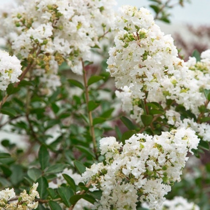 Myrta krepová biela - Lagerstroemia indica  VIACKME? - 300/350cm