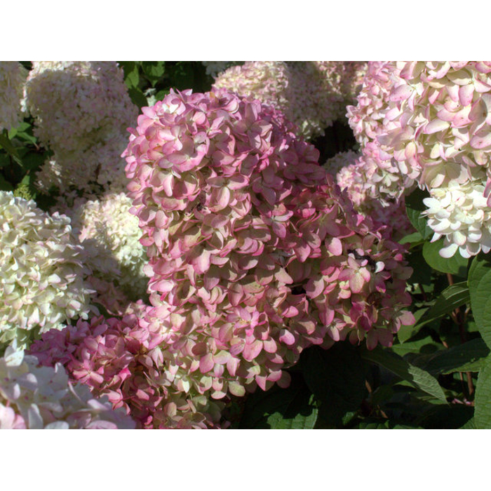 Hortenzia metlinatá - Hydrangea paniculata ´Magical Candle´